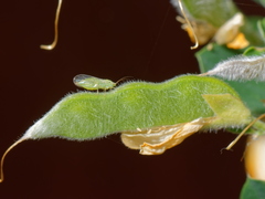 Acizzia jamatonica