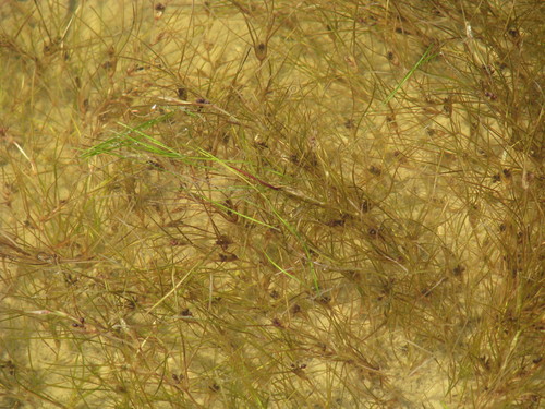Ruppia maritima iNat (3)