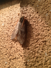 Pseudohemihyalea labecula