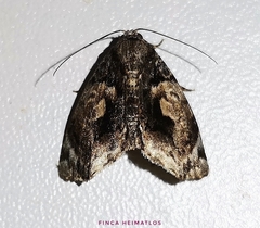 Drobeta
