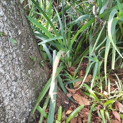 Thelotornis capensis