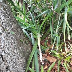 Thelotornis capensis