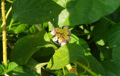 Lantana camara