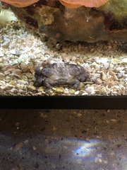 Actaeodes tomentosus