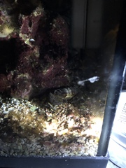 Actaeodes tomentosus