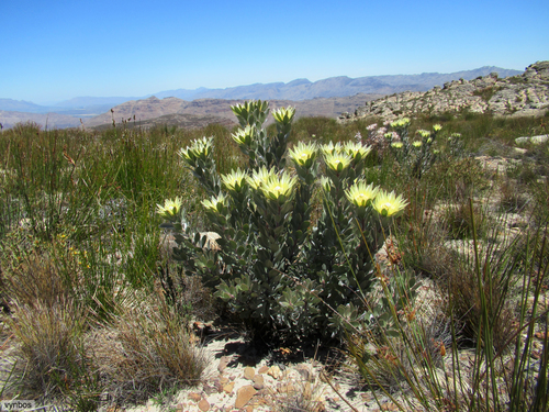 Leucadendron bonum