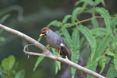 Pterorhinus mitratus