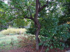 Cocculus laurifolius