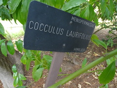 Cocculus laurifolius