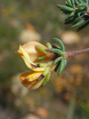 Aspalathus hypnoides