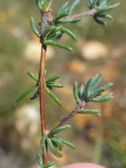 Aspalathus hypnoides