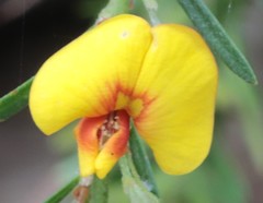 Bossiaea linophylla