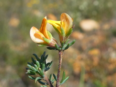 Aspalathus hypnoides