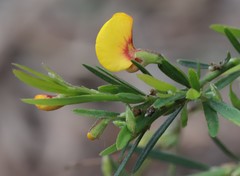 Bossiaea linophylla