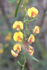 Bossiaea linophylla