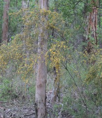 Bossiaea linophylla