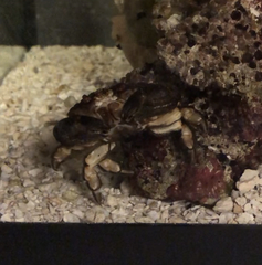 Actaeodes tomentosus