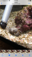 Actaeodes tomentosus