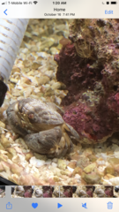 Actaeodes tomentosus