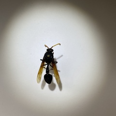 Delta pyriforme philippinense