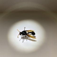 Delta pyriforme philippinense