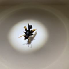 Delta pyriforme philippinense