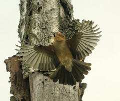 Garrulus glandarius