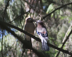 Garrulus glandarius