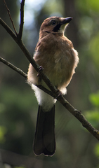 Garrulus glandarius