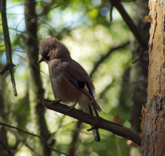 Garrulus glandarius