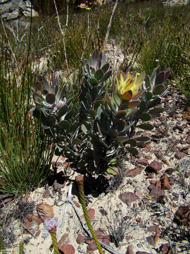 Gideonskop Conebush (Leucadendron bonum)