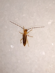 Limernaea aurivillii