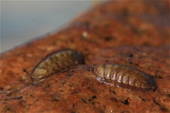Ischnochiton yerburyi