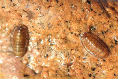 Ischnochiton yerburyi