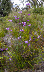 Prostanthera galbraithiae