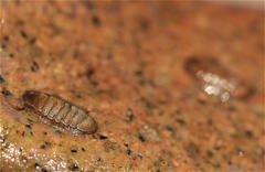 Ischnochiton yerburyi