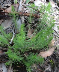 Stylidium adnatum