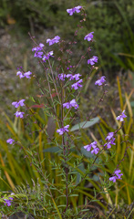 Prostanthera galbraithiae