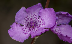 Prostanthera galbraithiae