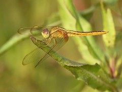 Crocothemis servilia