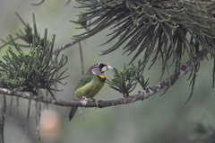 Psilopogon pyrolophus