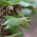 Lemmaphyllum rostratum - Photo (c) 曾云保,  זכויות יוצרים חלקיות (CC BY-NC), הועלה על ידי 曾云保