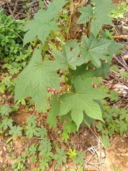 Camonea vitifolia