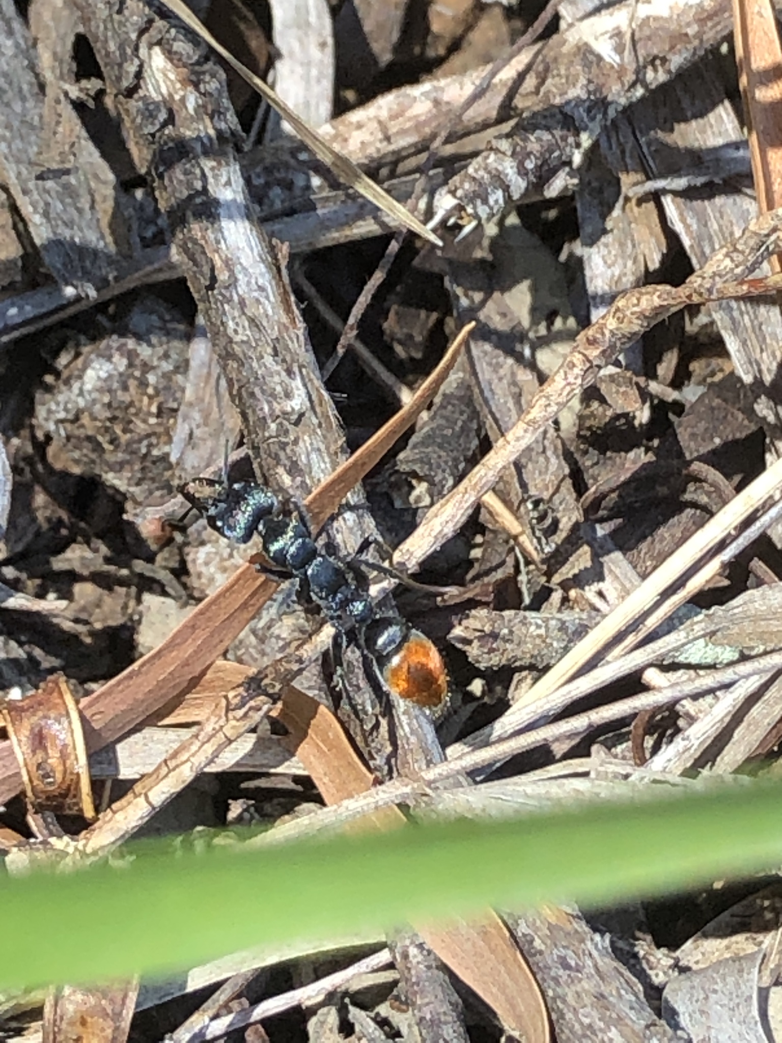 Myrmecia michaelseni