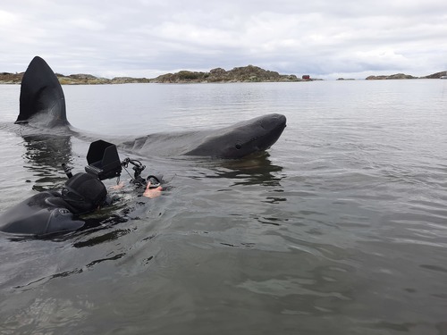 Basking shark (Cetorhinus maximus) — Cetorhinidae