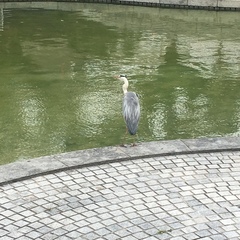 Ardea cinerea