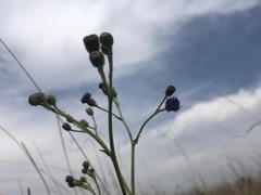 Senecio discodregeanus