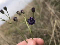 Senecio discodregeanus