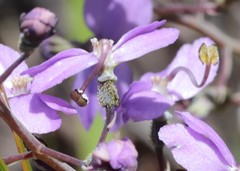 Stylidium violaceum