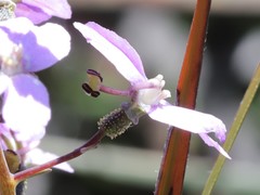 Stylidium violaceum